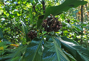 Alpinia sp. nov., old inflorescences still producing new flowers, Halisi, Vangunu, Solomon Islands