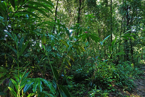 Alpinia sp. nov., population flowering in a swampy forest understory, Halisi, Vangunu, Solomon Islands