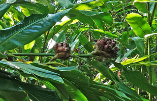 Alpinia sp. nov., probably close to A. oceanica, two old spherical inflorescences, Halisi, Vangunu, Solomon Islands