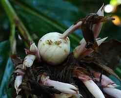 Alpinia sp. nov., white mature fruit, Halisi, Vangunu, Solomon Islands