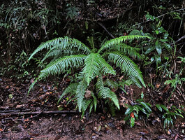 Alsophila hookeri at the base of an earth bank, Kanneliya FR, Sri Lanka
