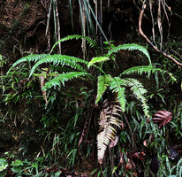 Alsophila hookeri on vertical earth bank, Kanneliya FR, Sri Lanka