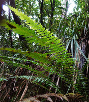 Alsophila hookeri, pinnate fronds, Kanneliya FR, Sri Lanka