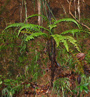 Alsophila hookeri, stipe divided in three branches, Kanneliya FR, Sri Lanka