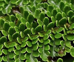 Alsophila perpelvigera, erect pinnules with white linear hydathodes, Tari, 2200 m asl, Hela, Papua New Guinea