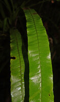 Alsophila sinuata, impressed veins on the adaxial surface of frond, Kanneliya FR, Sri Lanka