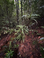 Alsophila sinuata, old individuals with fronds condensed in a terminal rosette, Kanneliya FR, Sri Lanka