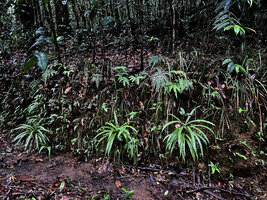 Alsophila sinuata on earth bank, Kanneliya FR, Sri Lanka
