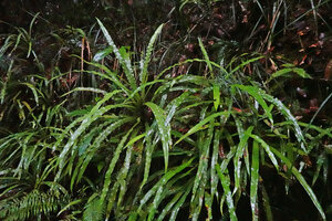 Alsophila sinuata, slightly undulate fronds, Kanneliya FR, Sri Lanka