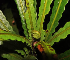 Alsophila sinuata, young cross frond, Kanneliya FR, Sri Lanka