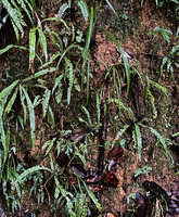 Alsophila sinuata, young individuals on vertical earth bank, Kanneliya FR, Sri Lanka