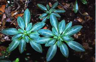Alstroemeria brasiliensis, Chapada do Araripe, Northeastern Brazil