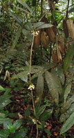Alyxia reinwardtii, climbing and flowering in forest understory, Fraser&#039;s Hill, Malaysia