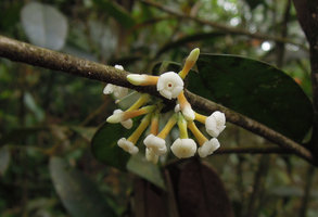 Alyxia reinwardtii, Flower close up, Fraser&#039;s Hill, Malaysia