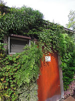 SPG Amandolier, Genève, Corydalis cheilanthifolia and Rubus ichangensis in October 2013