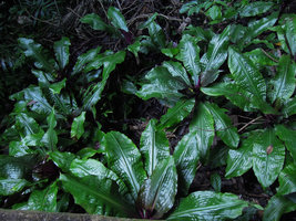 Amischotolype monosperma, shiny bullate surface of leaves, Banjaran, Perak, Malaysia