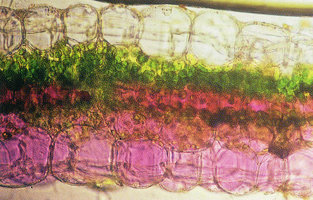 Amischotolype tenuis, big transparent epidermal cells, single chlorophyllous cells layer, mesophyll and lower epidermis with anthocyans in vacuoles giving brown leaf colour, Makokou, Gabon