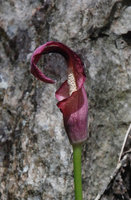 Amorphophallus palawanensis, inflorescence emerging from a karst crack, Sabang, Palawan, Philippines.