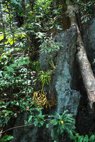 Amorphophallus palawanensis in habitat, leaves emerging from a karst crack, Sabang, Palawan, Philippines.