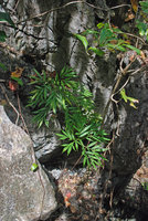 Amorphophallus palawanensis, leaves emerging from a karst crack, Sabang, Palawan, Philippines.