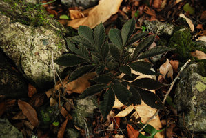 Amorphophallus sp. with blackish leaves, Hinboun, Laos