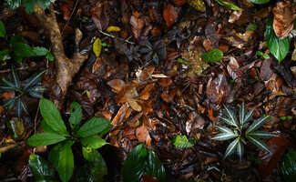 Amorphophallus venustus, silver lined individuals and juvenile ones close to the ground with dark brown leaves almost invisible on the leaf litter, Sepilok FR, Sabah, Borneo