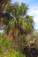 Ampelaster carolinianus dans son habitat aquatique, entourant le stipe d&#039;un Sabal palmetto, Everglades, Floride