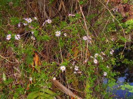 Ampelaster carolinianus entourant base Sabal palmetto, Everglades, Floride