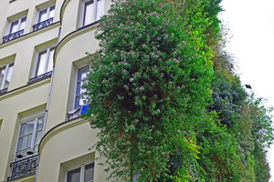 Ampelaster carolinianus flowering in winter, Oasis d'Aboukir, Paris, January 2015