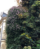Ampelaster carolinianus in full bloom on 25th November 2020 on the Oasis d'Aboukir Vertical Garden, Paris