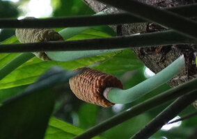 Amydrium zippelianum, two maturing infructescences, Waisia waterfall, Seram, Moluccas