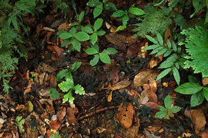 Anadendrum sp. juvenile creeping on forest floor, visually undetectable among the dry tree leaves, Danum Valley, Sabah, Borneo