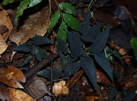Anadendrum sp., juvenile plant with velvety blackish leaves creeping on the forest floor, Danum Valley, Sabah, Borneo