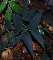 Anadendrum sp., juvenile with blackish shiny leaves, creeping on forest floor, Danum Valley, Sabah, Borneo