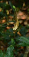 Anaphyllum wightii, inflorescence, Pon Mudi, Kerala, India