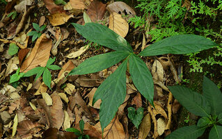 Anaphyllum wightii, juvenile faintly dissected leaf and juvenile plants with small entire deltoid leaf, Pon Mudi, Kerala, India