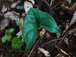 Anchomanes abbreviatus, juvenile entire leaf on forest floor, Sanje waterfall, Udzungwa NP, Tanzania