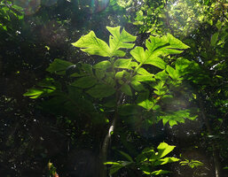 Anchomanes abbreviatus, lower multipartite leaf surface, Sanje waterfall, Udzungwa NP, Tanzania