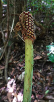 Anchomanes abbreviatus, maturing infructescence, Sanje waterfall, Udzungwa NP, Tanzania