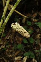 Anchomanes difformis, infructescence, Campo, Cameroun