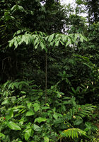 Anchomanes difformis, leaf blade and spiny petiole, Kribi, Cameroun