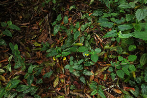 Aneilema aequinoctiale creeping on forest floor, Amani, East Usambara, Tanzania