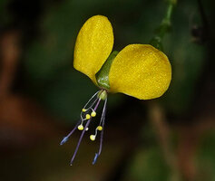 Aneilema aequinoctiale, three bilobed staminodes with bright yellow sterile antherodes and two long lateral stamens with blue fertile anthers, Amani, East Usambara, Tanzania