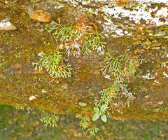 Anemia buniifolia on vertical sandstone rock, Cano Cristales, Serrania Macarena, Meta, Colombia