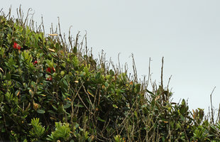 Anemomorphosis in Metrosideros excelsa, desiccation and necrosis of the vertically growing shoots and survival of the protected shoots, Waipoua, New Zealand