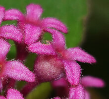 Anerincleistus purpureus, hypanthium campanulate with horizontally spreading calyx lobes, Bukit Bilit, Kinabatangan, Sabah, Borneo