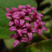 Anerincleistus purpureus, maturing capsular fruits exhibiting horizontally displayed enlarged and persistant calyx lobes, Bukit Bilit, Kinabatangan, Sabah, Borneo