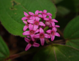 Anerincleistus purpureus, maturing infructescence with unusual enlarged persisting bright purple pink calyx lobes, Bukit Bilit, Kinabatangan, Sabah, Borneo