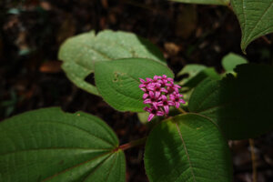 Anerincleistus purpureus, terminal inflorescence with persisting bright purplish pink calyx lobes, Bukit Bilit, Kinabatangan, Sabah, Borneo