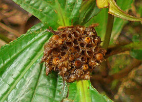 Anerincleistus sp., congested terminal infructescence between almost sessile leaves, Harau valley, West Sumatra